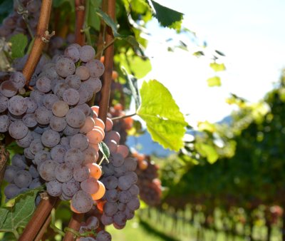 Gewürztraminer gewuertraminer-traube.jpg